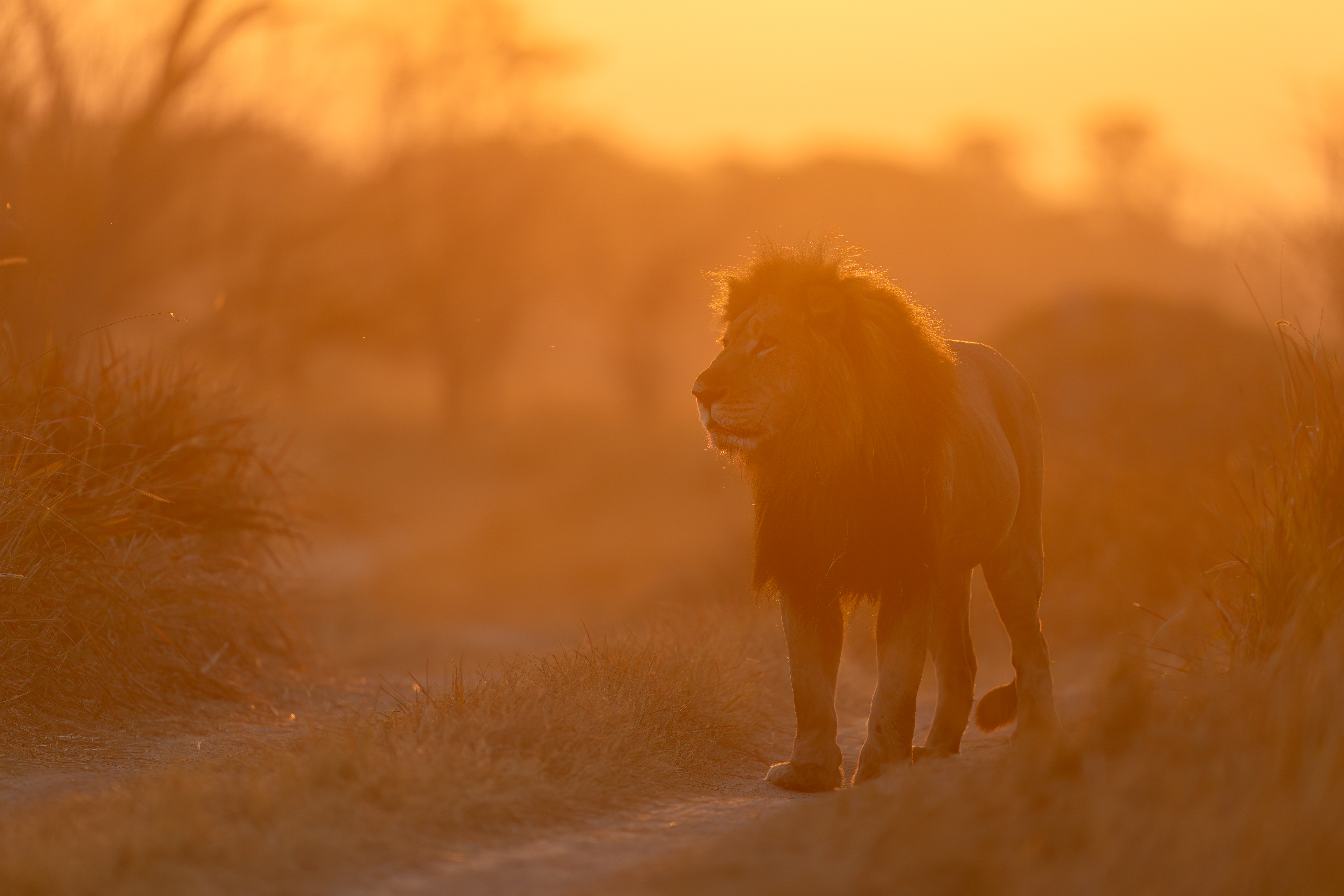 Wildlife Safaris
